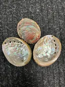 Tiny Shells — Yellowstone Pawn & Trade Billings Montana