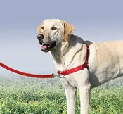 Easy Walk Harness