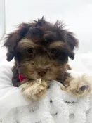 Havanese (F) 14713
