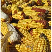 35 lb Bagged Ear Corn Wildlife Feed (BAGEARCORN)