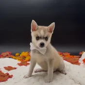 Alaskan Klee Kai