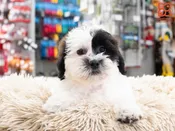 Shih-Poo