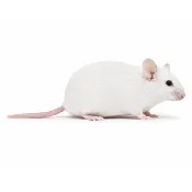 Colossal Mice