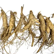 2-Year American Ginseng Rootlets (Wisconsin Grown) - Pack of 20 from $39.99