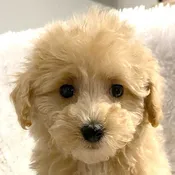 Bichapoo Puppy for Sale