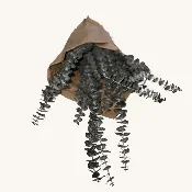Dried Eucalyptus Bundle