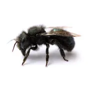 Apr, 12 2027 (80ct)