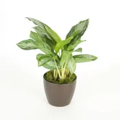 Aglaonema Silver Bay  1′