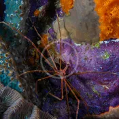 CRAB - ARROW Stenorhynchus seticornis