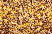 14% Special Feed with Whole Corn (Leach Grain & Milling) - Best Pigeon Feed