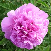 Hong Guan Yu Zhu (2 year graft)