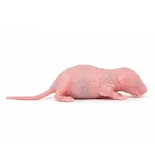 Large Pinky Mice
