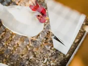 Easy Fill Feeders (Compact Series Coops)