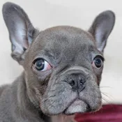 Blue French Bulldog Puppy