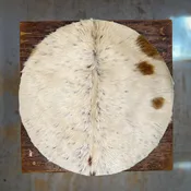 Cow With Hair