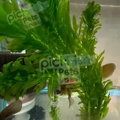 Anacharis – Elodea