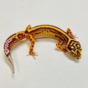 Bold Bell Leopard Gecko Female 2025-210