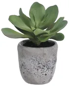 12" Kalanchoe