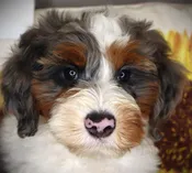 Mini Bernedoodle 2nd Gen (F) 24886