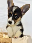Bandit