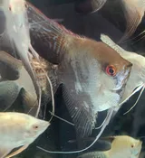 Classic Smokey Angelfish