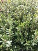 'Compacta' Inkberry