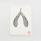 Box Elder