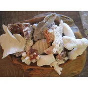 Beach Decor Coral Assortment (10 PC) — Candy's Cottage