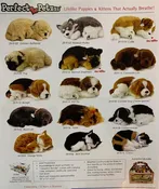 Perfect Petzzz