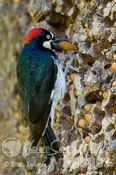 Acorn Woodpecker with acorn Tekiela IMG_019_030328