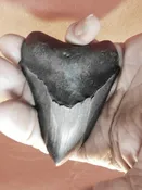 4″ Megalodon Tooth / Shark Tooth / Fossil