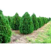 Arborvitae - Thuja 'Nigra'