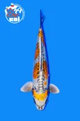 16” Hariwake