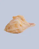 Honey Drift Flameworked Glass Seashell — Expressive Glass