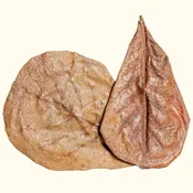 20 Catappa Leaves