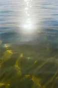 Float Away Print