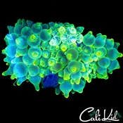 ACID RAIN ANEMONE