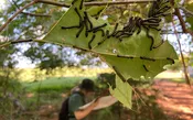 Forest Insects Bridge Club