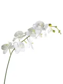 60" Real Touch White Orchid