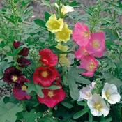 Alcea Ficifolia Las Vegas