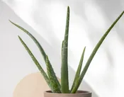 Aloe California