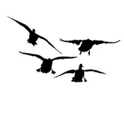 4 Mallards Committed Decal – 4 Mallards Committed Sticker – 5101