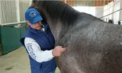 Equine & Animal Massage