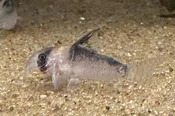 Adolfo’s Cory