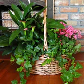 European Plant Basket