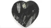 AMMONITE DISH