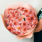 Blush Dahlia Cloud