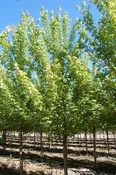 Acer x freemanii ‘Jeffersred’ – Autumn Blaze® Maple