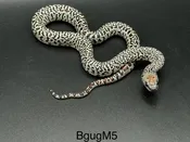 Granite and Ultragranite mex mex kings — Pets-A-Plenty