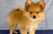 Pomeranian – 927
